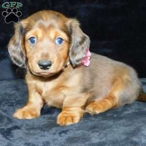 Jewel- mini, Dachshund Puppy